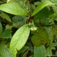 Psychotria dubia var. dubia (Wight) Alston